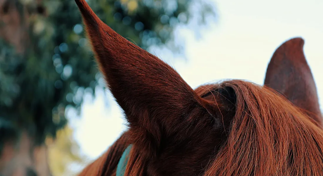 Close-up of a chestnut horse's ears and mane in natural light