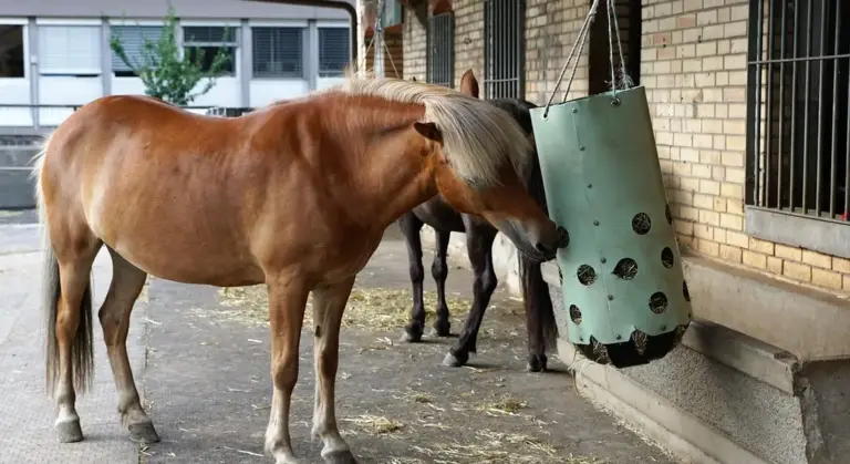 A brown horse at a stable feeding from a wall-mounted feeder, with another horse visible in the background