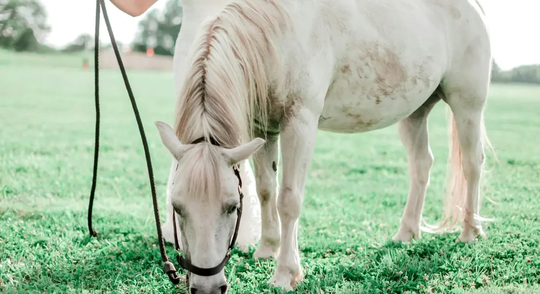 A pale-colored horse grazing in a green field, wearing a halter with a lead rope