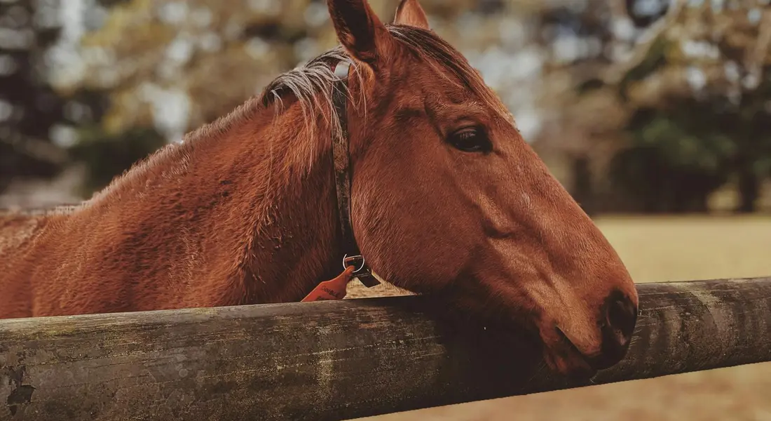 Chestnut horse resting its head over a wooden fence
