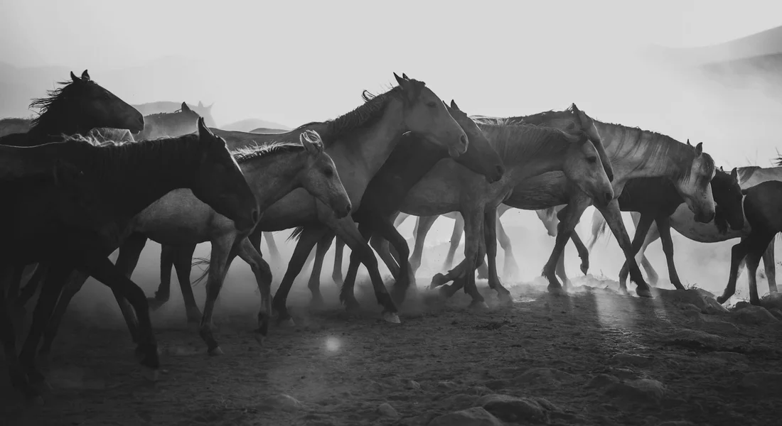 Herd of horses sprinting across a dusty landscape, conveying endurance.