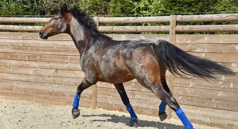 A brown horse with a dark mane and tail trots in a sandy arena, wearing blue protective leg wraps on all four legs.