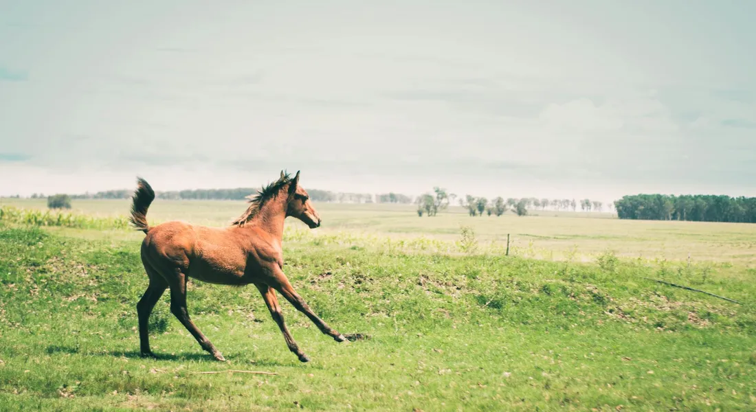 Brown horse running across a wide open grassy field with a distant tree line, mid-stride.