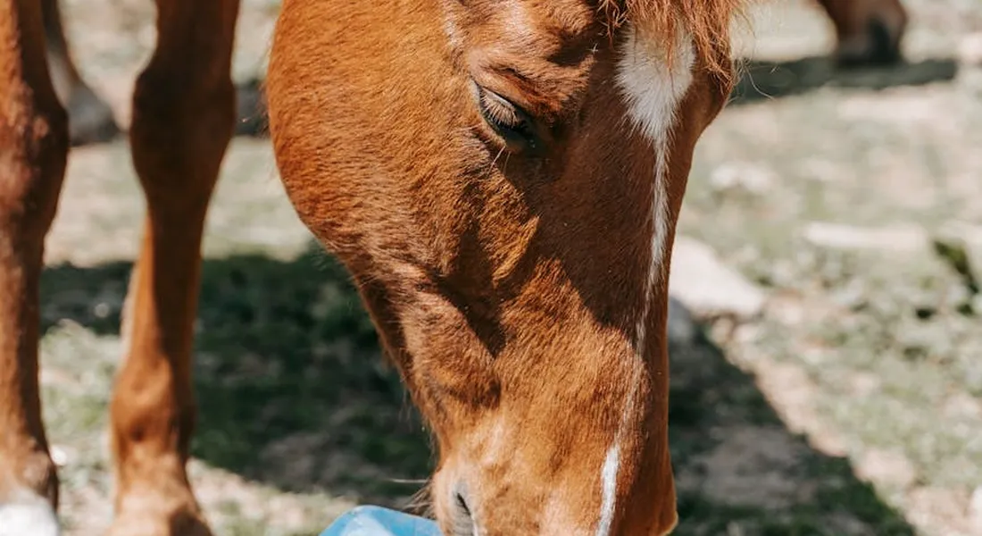 Close-up of a horse's head sniffing a blue enrichment toy on the ground in a sunlit paddock.