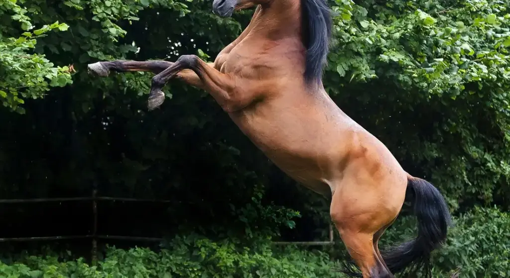 Best Horse Breeds for Eventing: A Practical Guide to Your Perfect Partner