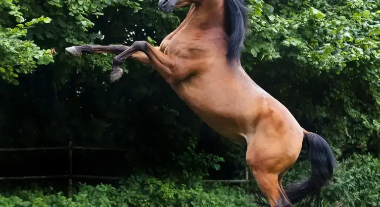 Brown horse rearing on its hind legs in a lush green outdoor setting