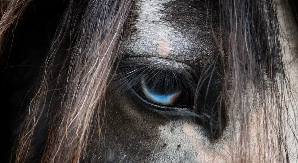 Can Horses Have Blue or Green Eyes? Understanding Equine Eye Colors