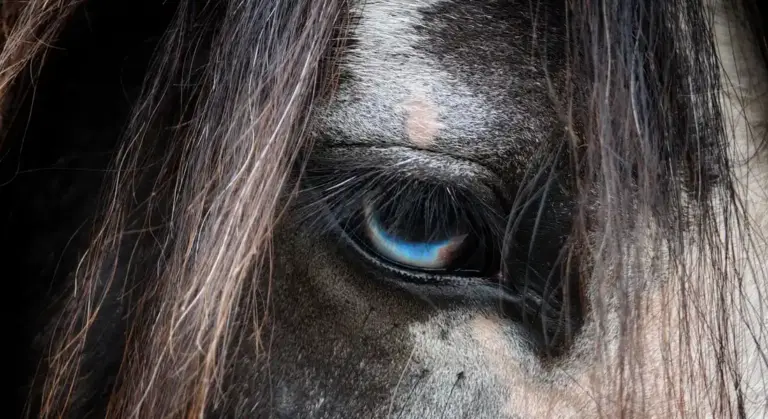 Close-up of a horse's eye with a blue iris, surrounded by dark fur and mane