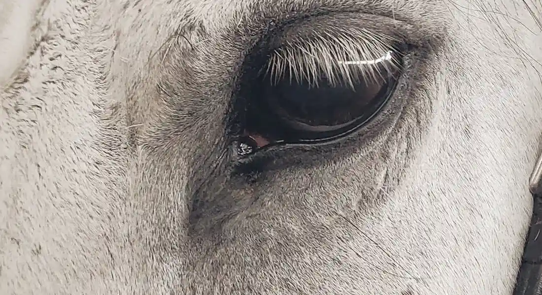 Close-up of a horse's eye with textured skin and a calm gaze.