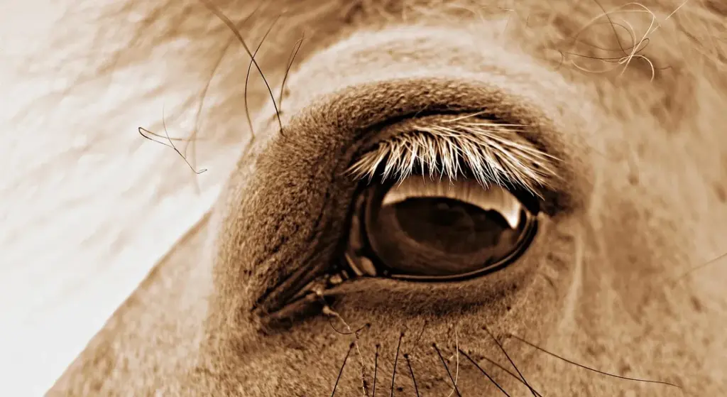 Horse Vision Myths Debunked: What They Actually See and How to Ride Safely