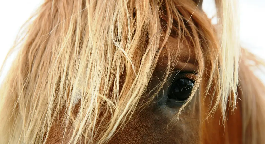 Close-up of a horse's eye with a flowing mane, illustrating careful attention to preventive care and proper tack fit.