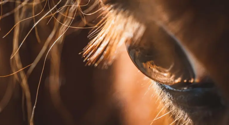 Close-up shot of a horse's eye with long eyelashes