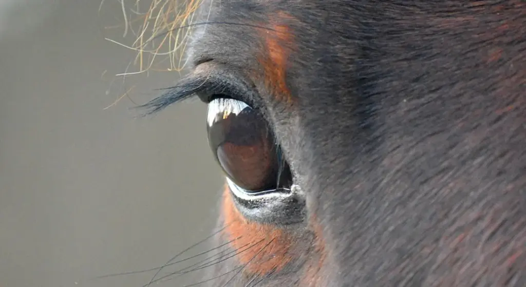 Horse Owner Insurance Explained: Your Guide to Liability and Key Coverage