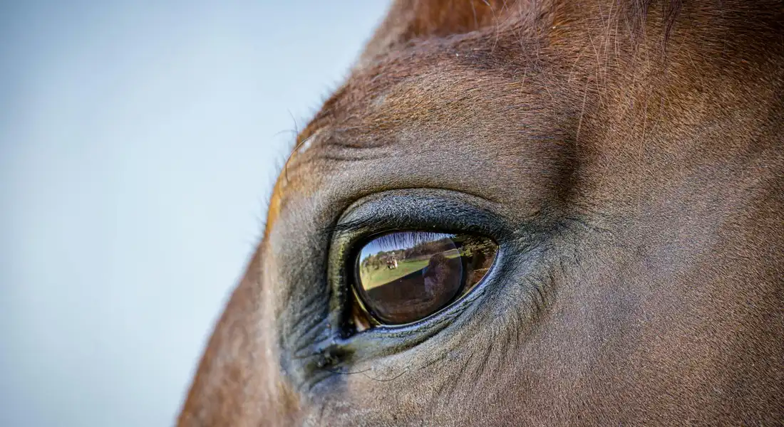 Close-up of a horse's eye with a reflection of the trainer and surroundings, highlighting equine color perception.