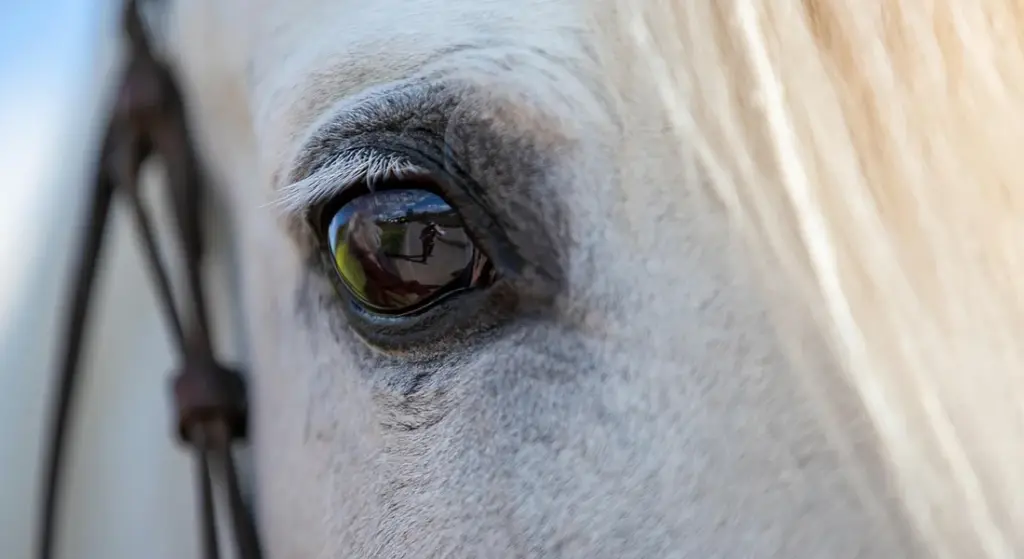 How Do You Teach a Horse to Lay Down and Stand Still?