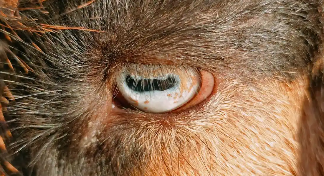 Close-up view of a horse's eye with surrounding fur and eyelashes