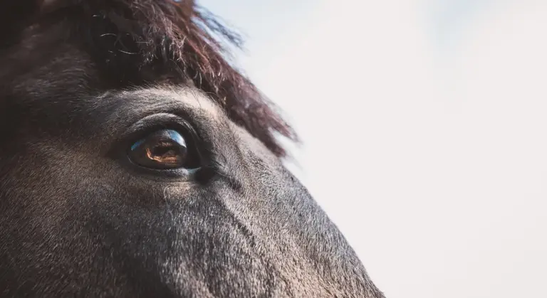 Close-up of a horse's eye and muzzle, highlighting the focus on equine nutrition and spice safety.