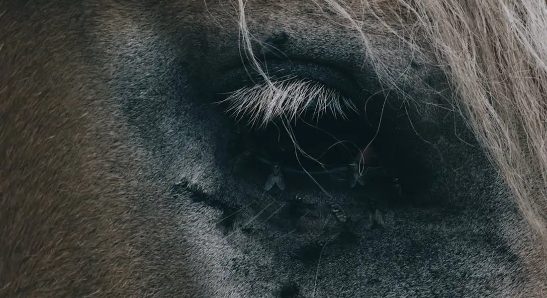 Close-up of a horse's eye surrounded by dark fur.