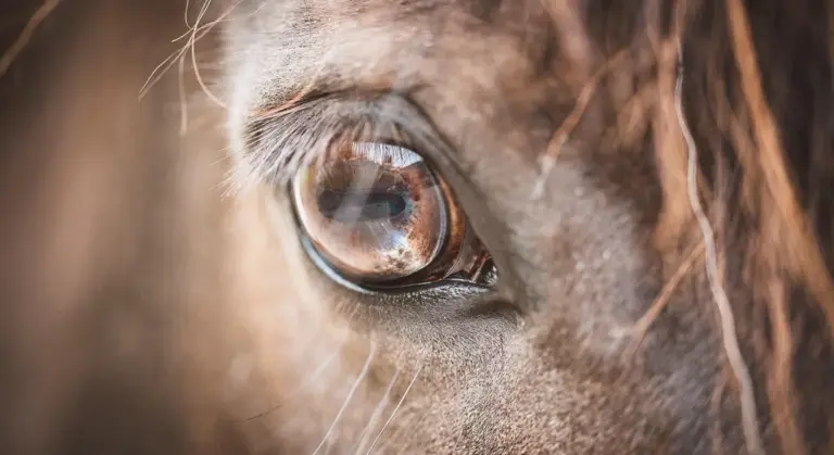Close-up of a horse's eye