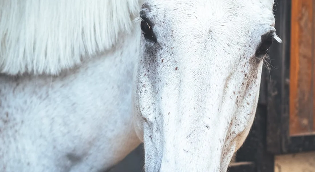 Close-up of a white horse's face, focusing on the eye and the flowing mane