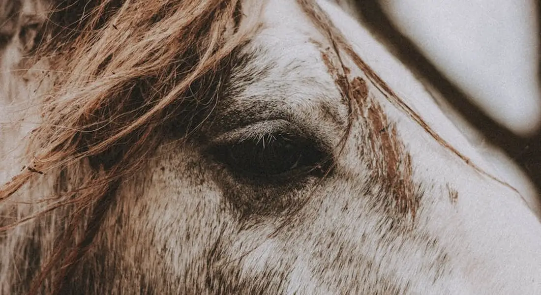 Close-up of a horse's eye and flowing mane in warm sepia tones.