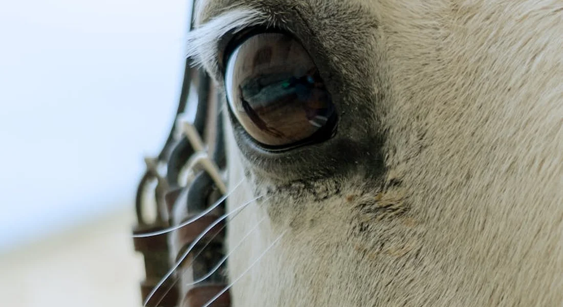 Close-up of a horse's eye with a portion of the bridle visible, suggesting quiet prep before bridling
