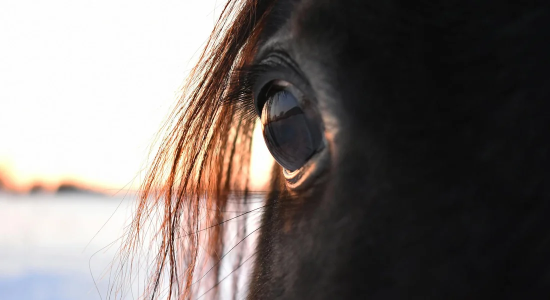 Close-up of a horse's eye at sunset, conveying alertness and the focus on daily pain monitoring for owners.