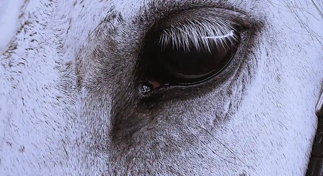 Close-up of a light-colored horse's eye with a gray-white coat and dark eye surrounding lashes.