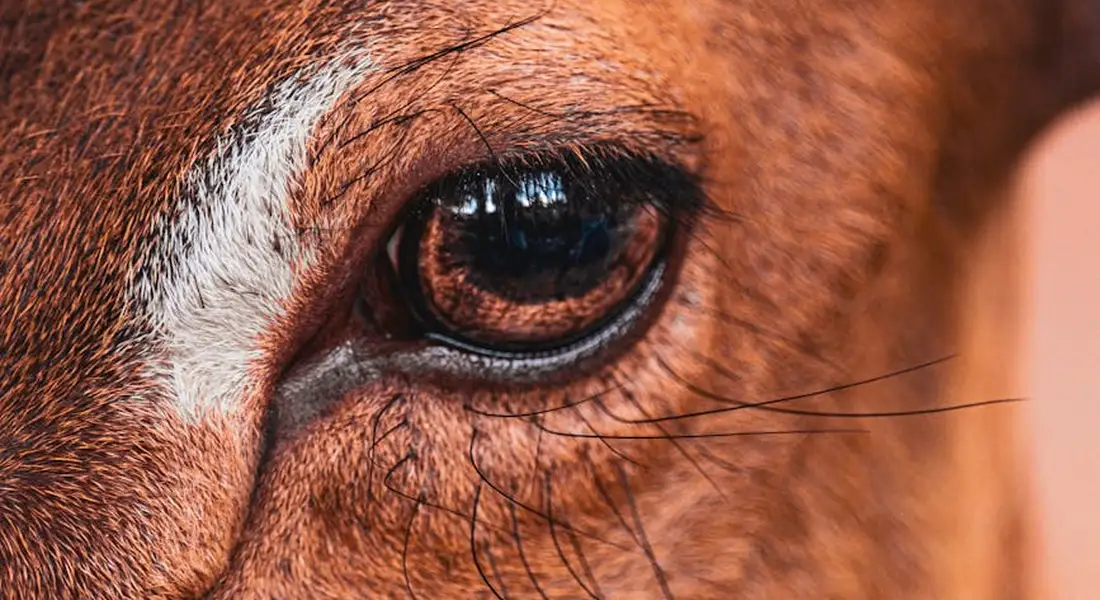 Close-up of a horse's eye and facial fur, highlighting the sensitive areas around the muzzle.