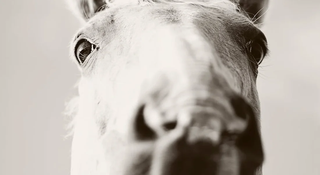 Close-up of a horse's face in black and white.