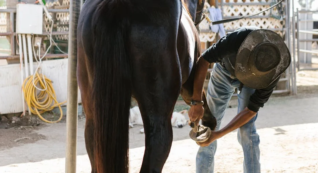 A farrier trims a horse's hoof while a person holds the horse in a stable yard