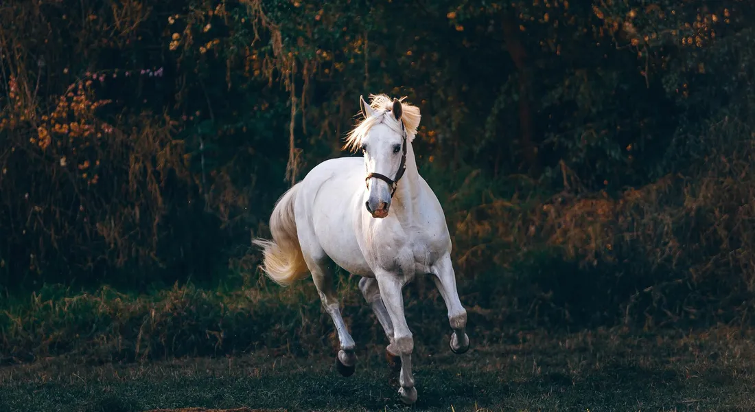 A white horse gallops across a grassy field with a dark forest backdrop, conveying speed and power.