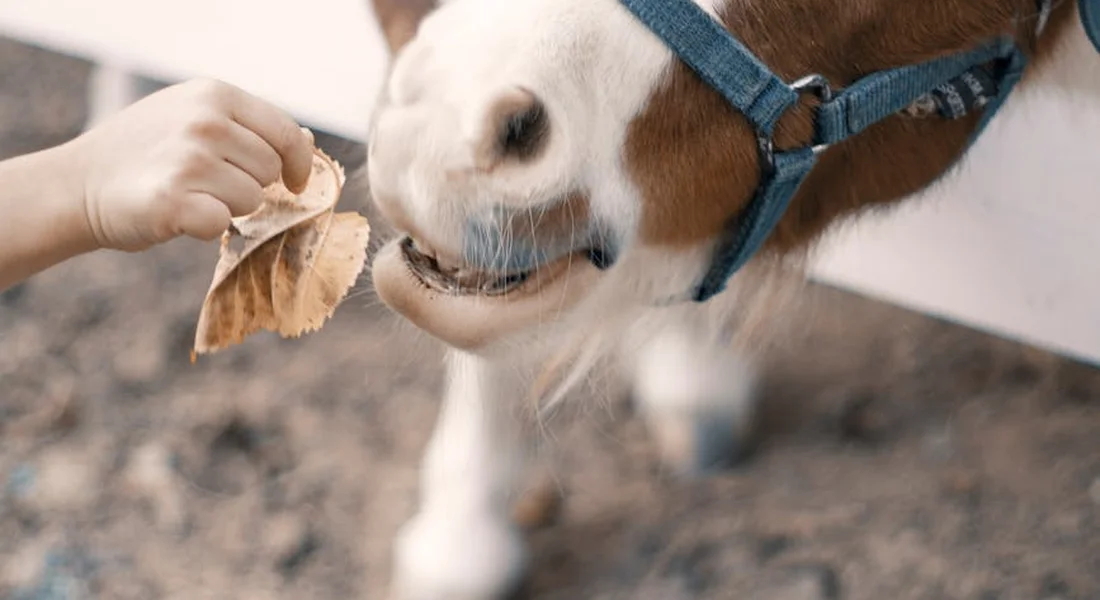 Close-up of a horse wearing a blue halter taking a treat from a person’s hand.