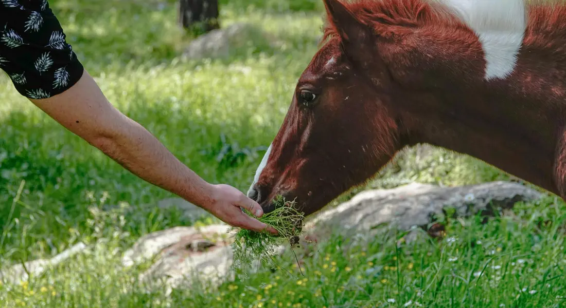 Person offering grass to a horse in a sunny, grassy field