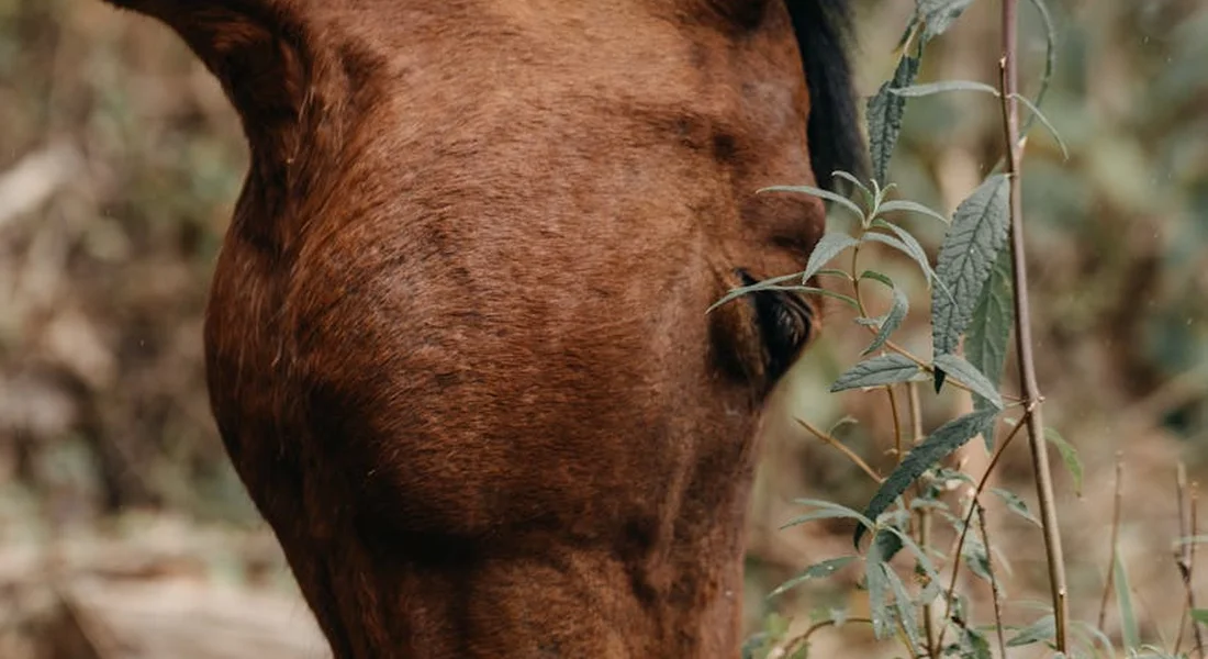 Close-up of a brown horse's head nibbling on a leafy branch.