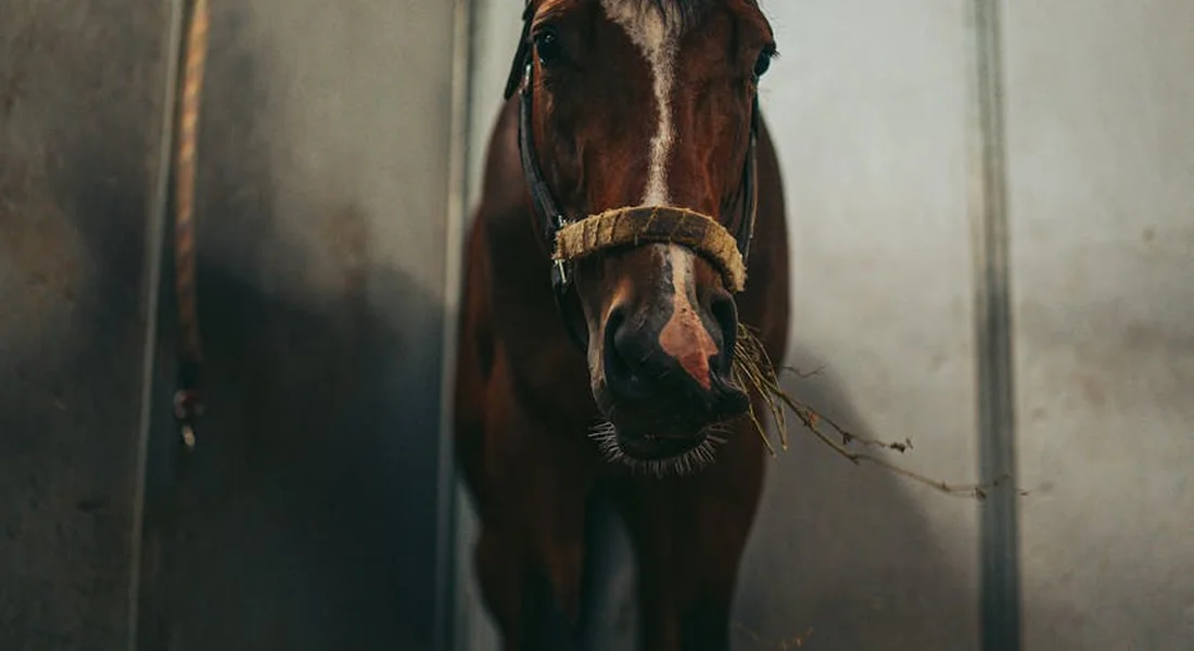 Horse in a stall wearing a halter, facing the camera with a strand of hay in its mouth.