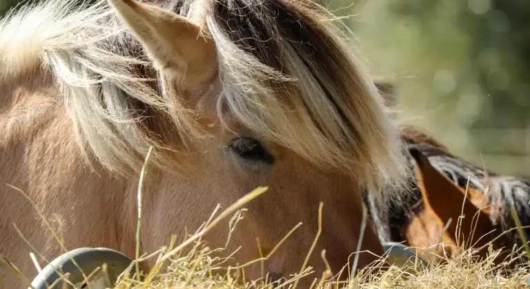 Close-up of a senior horse grazing on hay