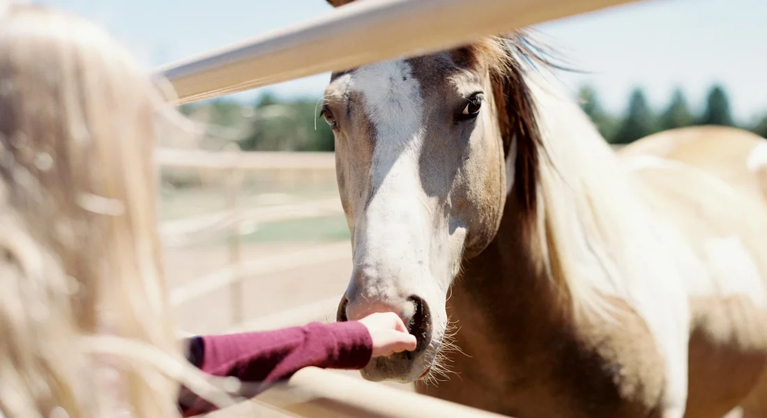 Light-colored horse leaning over a fence toward a gloved hand offering feed.