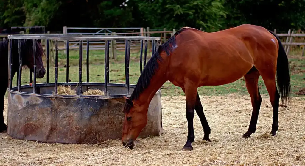 Top 7 Feeding Mistakes That Greatly Increase Your Horse’s Colic Risk