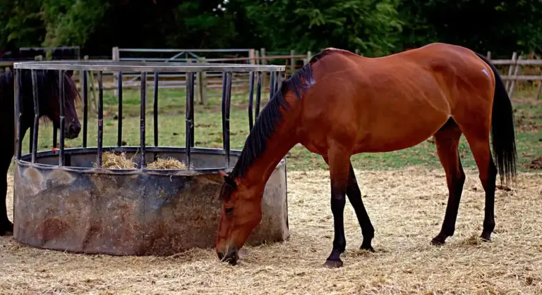 Brown horse eating from a circular metal hay feeder in a fenced paddock.