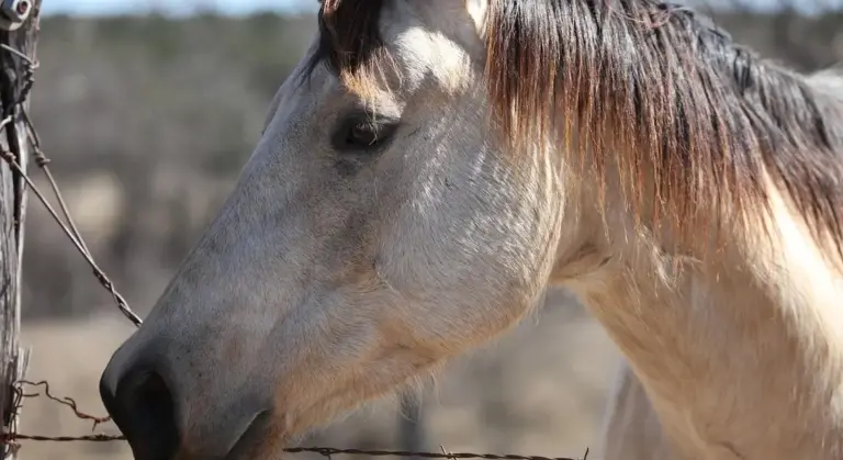 Close-up of a pale horse's head near a wire fence, indicating fencing hazards.