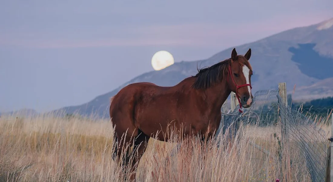 Brown horse standing in tall dry grass beside a wooden and wire fence, with distant mountains under a pale moon.