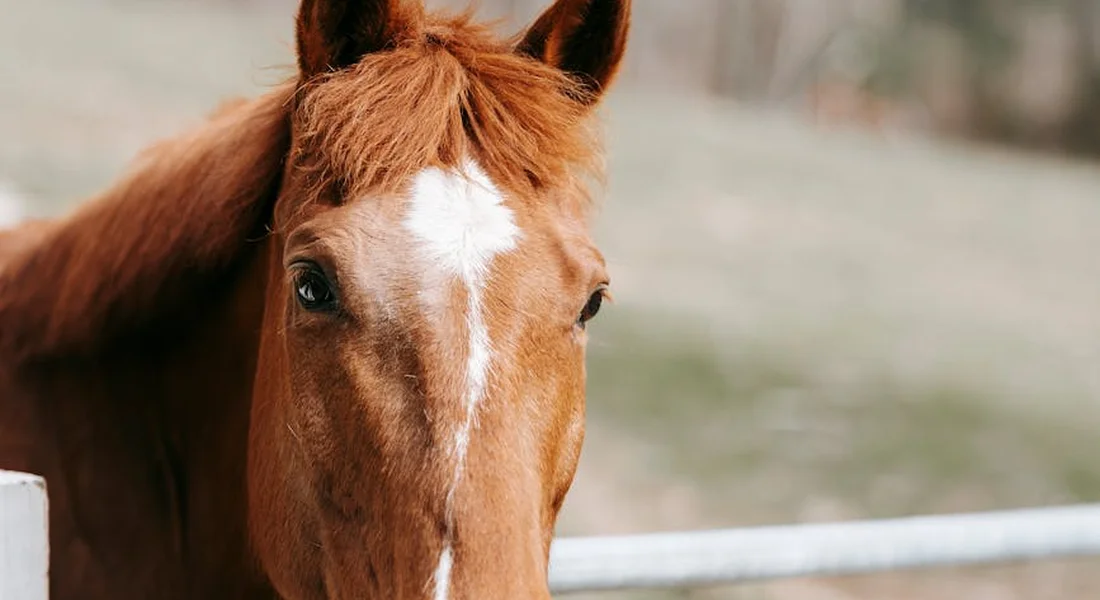 Close-up of a chestnut horse's head beside a white fence rail, illustrating the hazard of rigid fencing