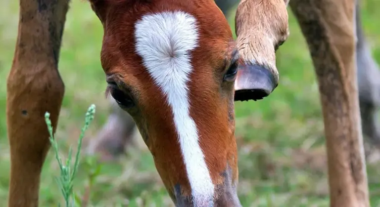 Close-up of a horse's front leg focused on the fetlock joint, with a white blaze on the face and grassy background visible.
