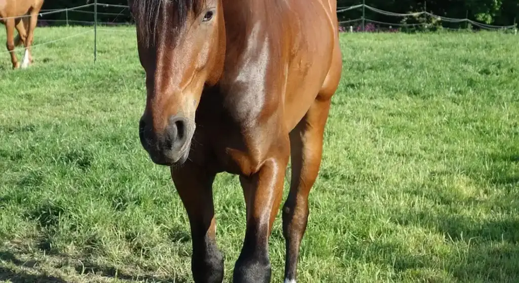 DIY vs. Professional Services: Where to Save and Where to Splurge in Horse Care