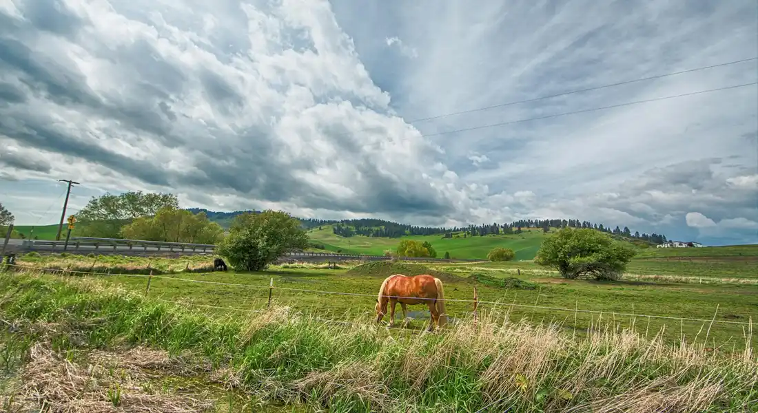 A horse grazing in a pasture with rolling green fields and a dramatic cloudy sky.