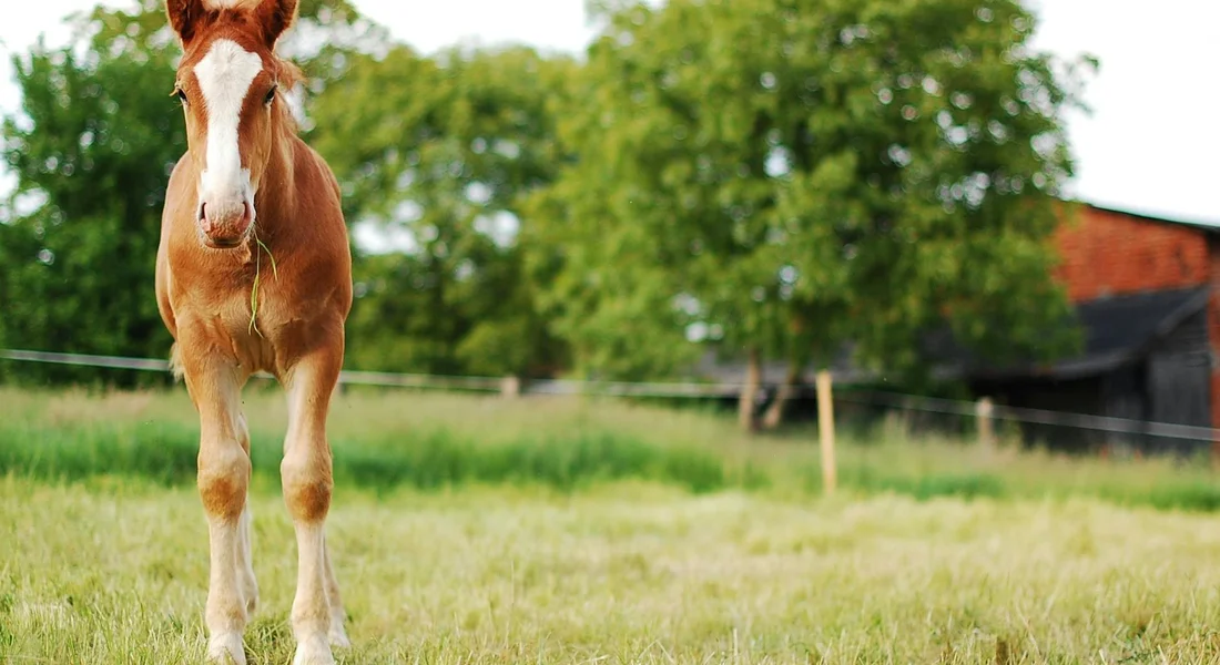 Chestnut horse standing in a green field with trees in the background, looking toward the camera.
