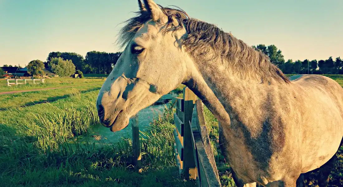 Light-colored horse standing near a wooden fence in a grassy pasture on a sunny day.