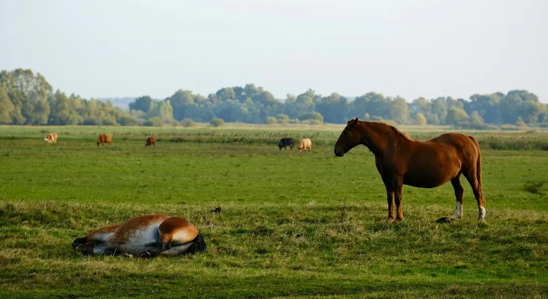 A brown horse stands in a grassy field near a horse lying down.