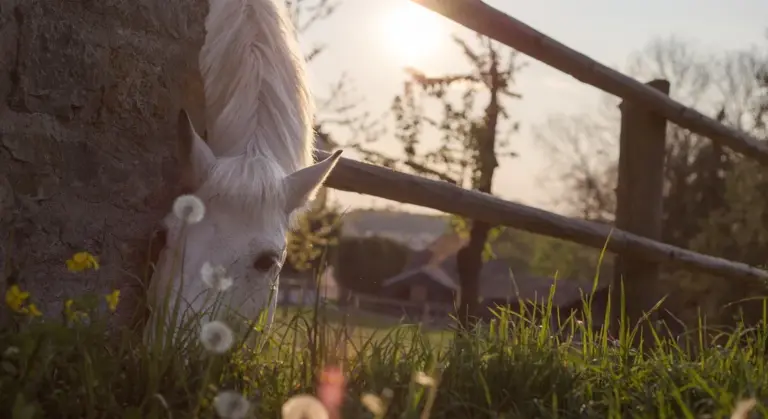 White horse grazing in a sunlit field with a wooden fence in the background and dandelions in the foreground.